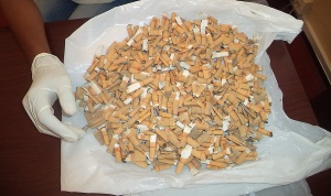 Over 700 cigarette butts picked randomly from the streets